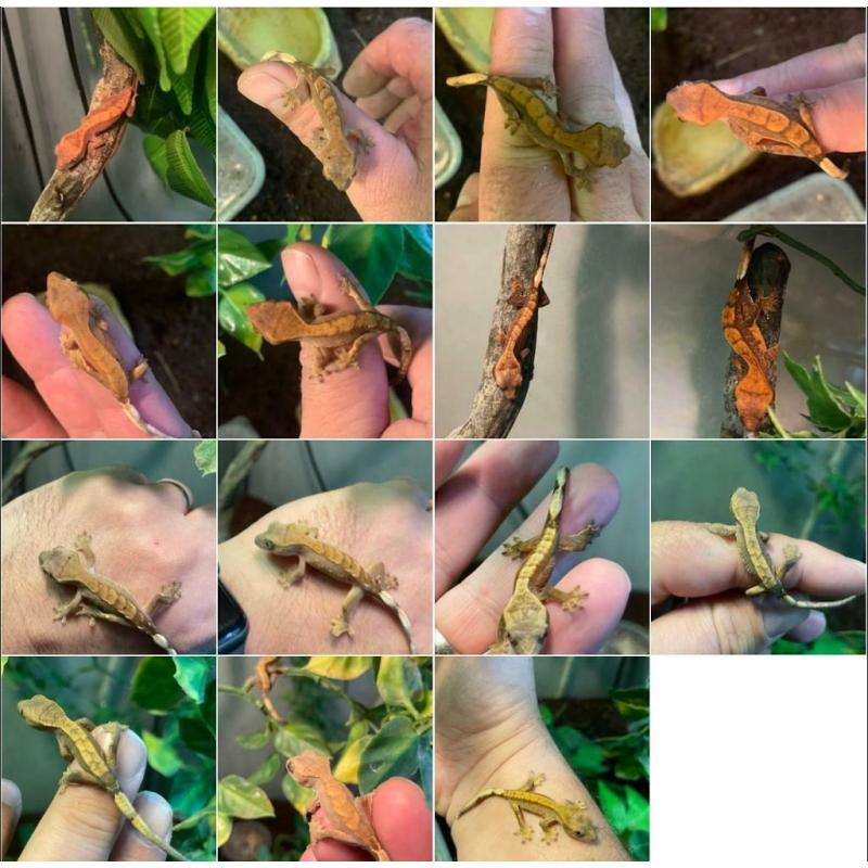 Baby crested geckos