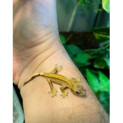 Baby crested geckos