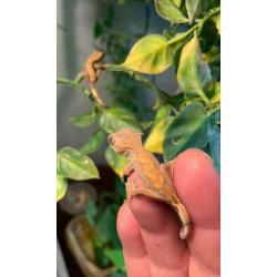 Baby crested geckos