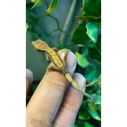 Baby crested geckos