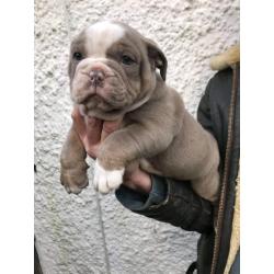 TOP QUALITY PUPS ONLY 2 LEFT