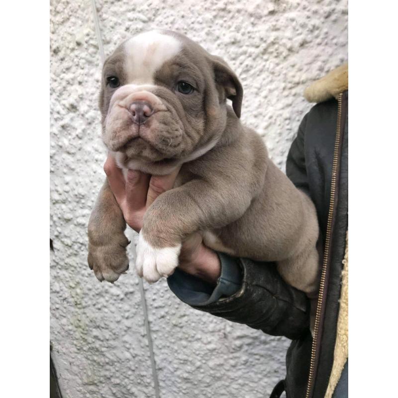 TOP QUALITY PUPS ONLY 2 LEFT