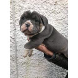 TOP QUALITY PUPS ONLY 2 LEFT