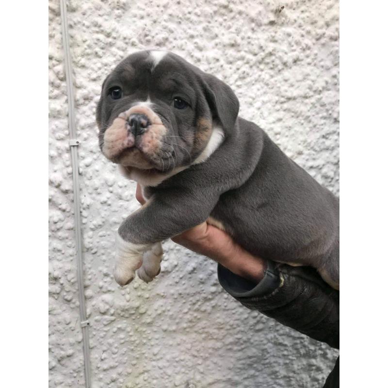 TOP QUALITY PUPS ONLY 2 LEFT