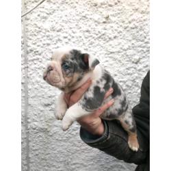 TOP QUALITY PUPS ONLY 2 LEFT