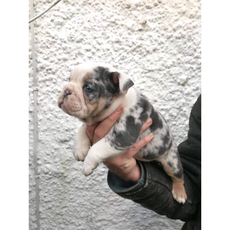 TOP QUALITY PUPS ONLY 2 LEFT