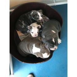 TOP QUALITY PUPS ONLY 2 LEFT