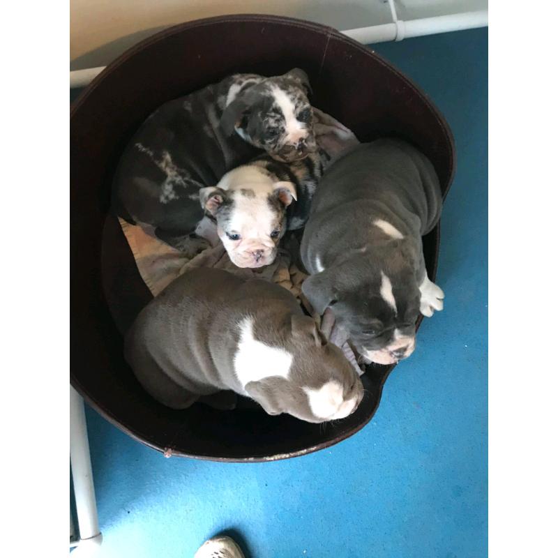 TOP QUALITY PUPS ONLY 2 LEFT