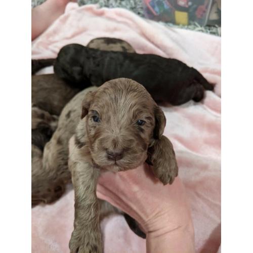 Cockaockapoo merle and chocolates ( only boys available)