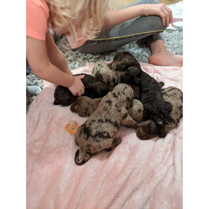 Cockaockapoo merle and chocolates ( only boys available)